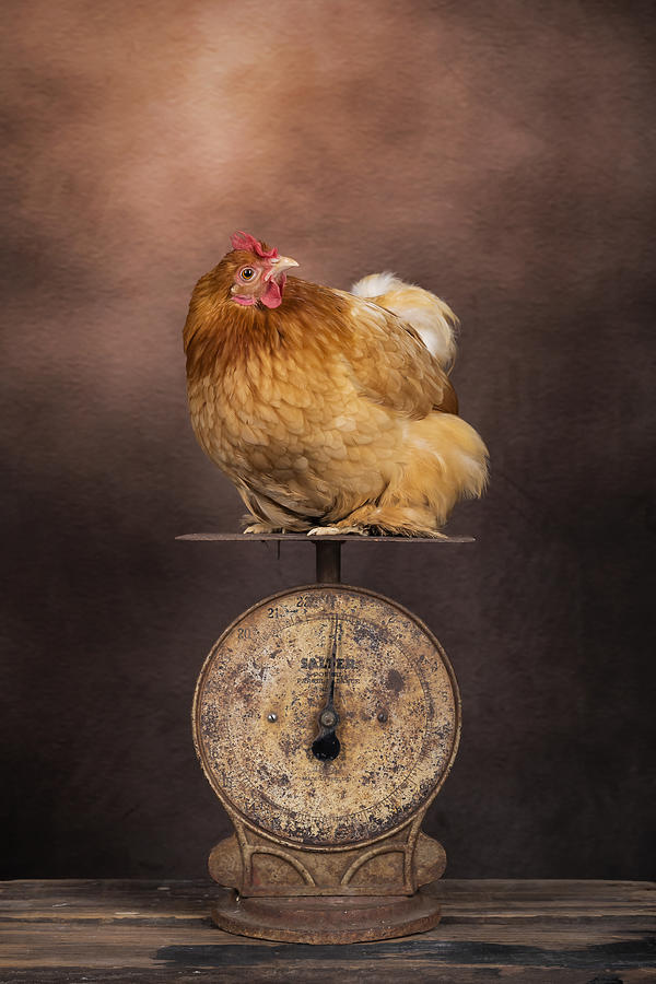 Animal Photograph - Weight 2 by Louise Wolbers