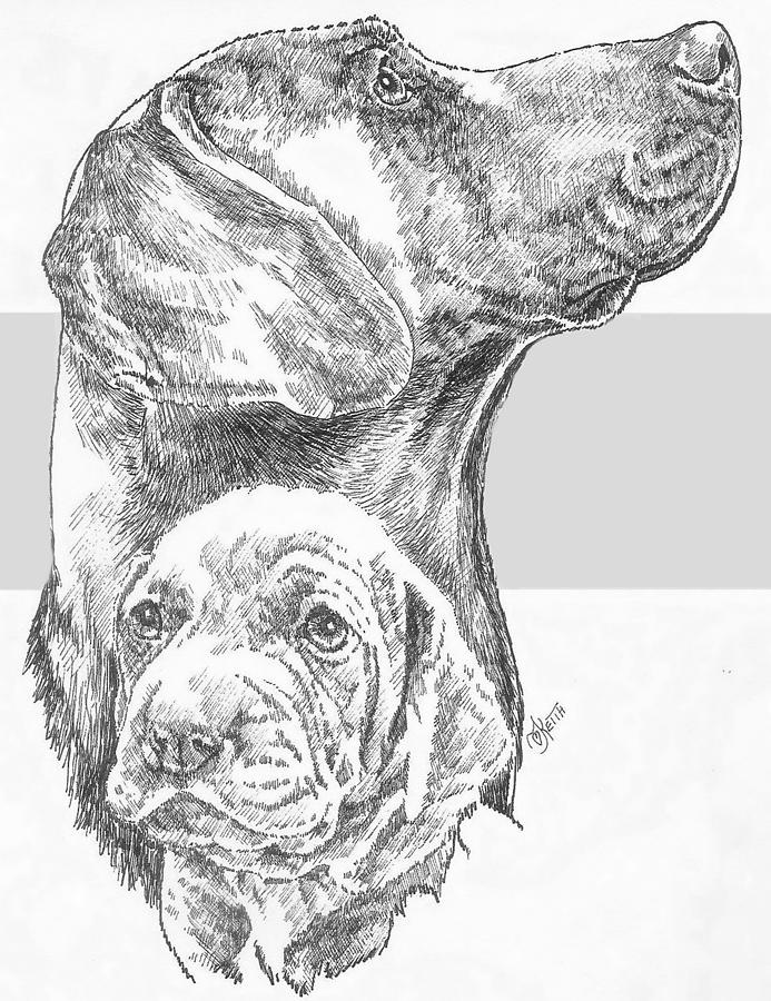 Weimaraner and Pup Drawing by Barbara Keith