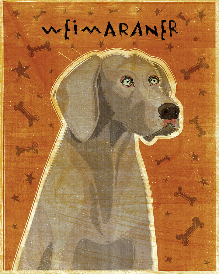 Golden weimaraner best sale