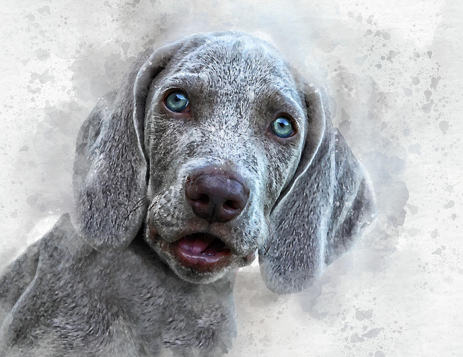 Weimaraner Puppy Digital Art by Doreen Erhardt