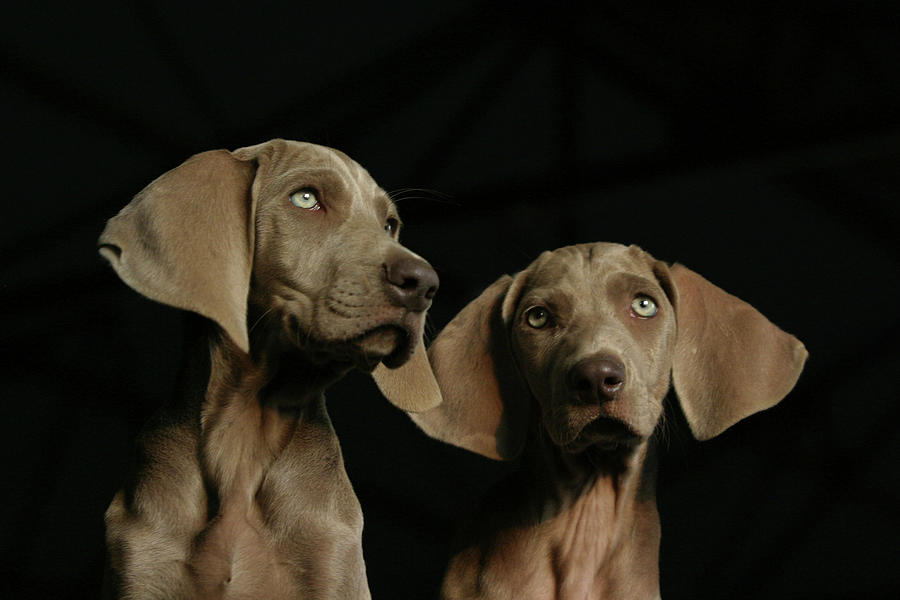 Animal Photograph - Weimaraner Puppy Thinking by Wild Horse Photography
