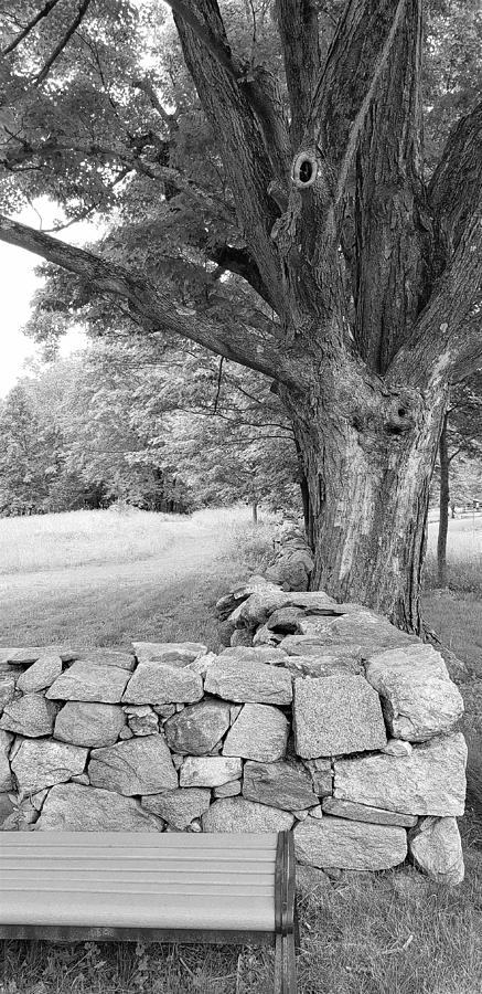 Weir Farms Stone Wall B W Photograph by Rob Hans