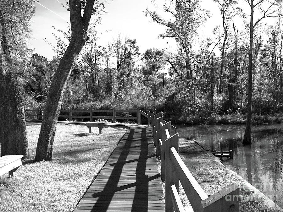 Black And White Photograph - Wekiwa Walkway by Kelly Council Black And White Photograph - Wekiwa Walkway by Kelly Council