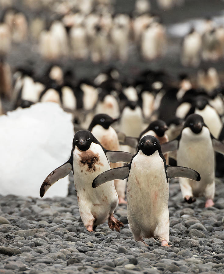 Penguin Photograph - Welcome Committee by Alex Lapidus