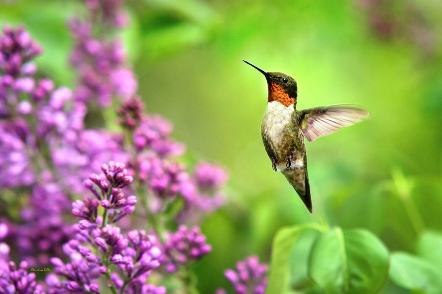 Welcome Home Hummingbird Photograph by Christina Rollo