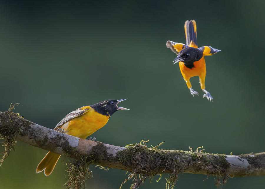 Oriole Photograph - Welcome Home! by Young Feng