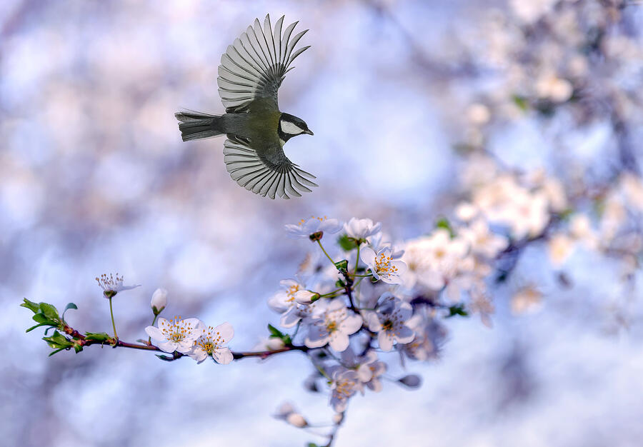 Landscape Photograph - Welcome Spring by Eyal Bar Or Landscape Photograph - Welcome Spring by Eyal Bar Or