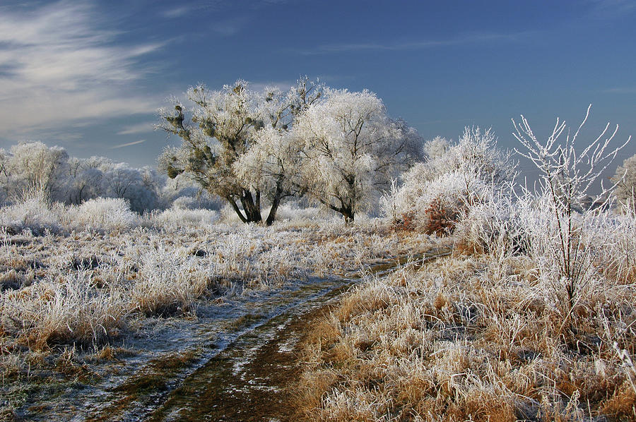 Winter Photograph - Welcome To Narnia! by Jacek Stefan