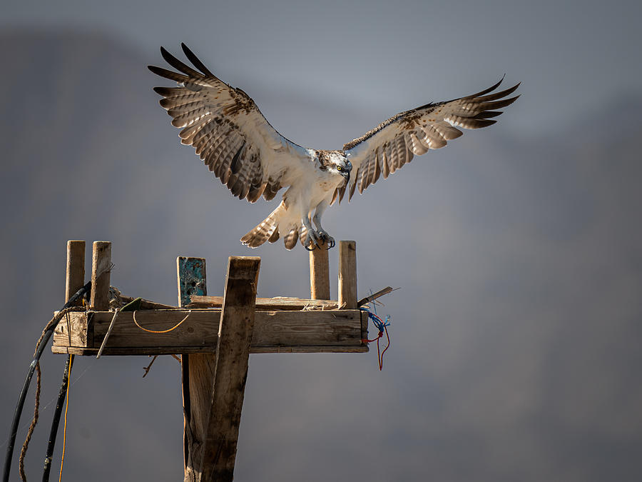 Animal Photograph - Welcome To Osprey\s Home by Ahmed Elkahlawi