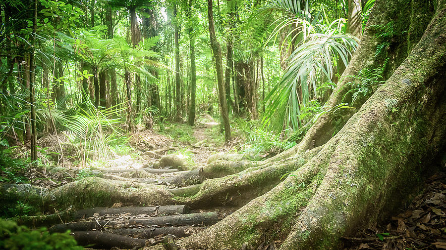 Tree Root and Forest Lookout in Pirongia Forest Park in New Zealand Photograph by Peter Kolejak