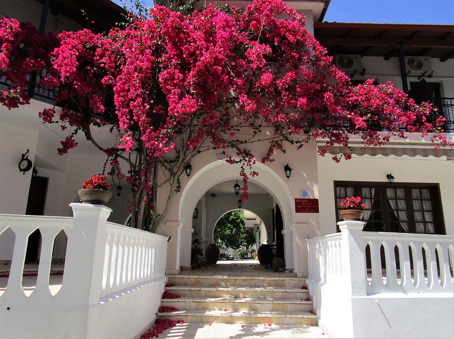 Welcomed by bougainvillea Photograph by Rosita Larsson
