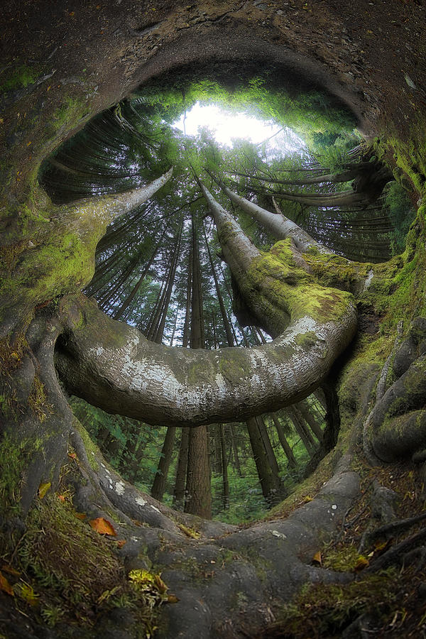 Welcoming Forest Photograph by Francois Casanova