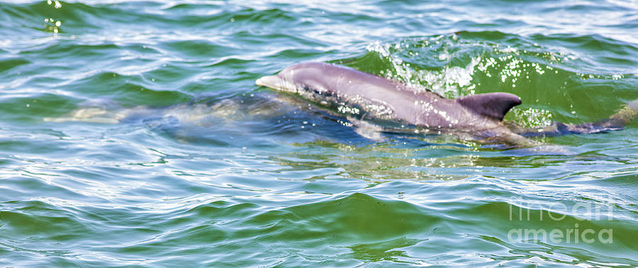 Welcoming Spring, Baby Dolphin And Mother Photograph by Felix Lai