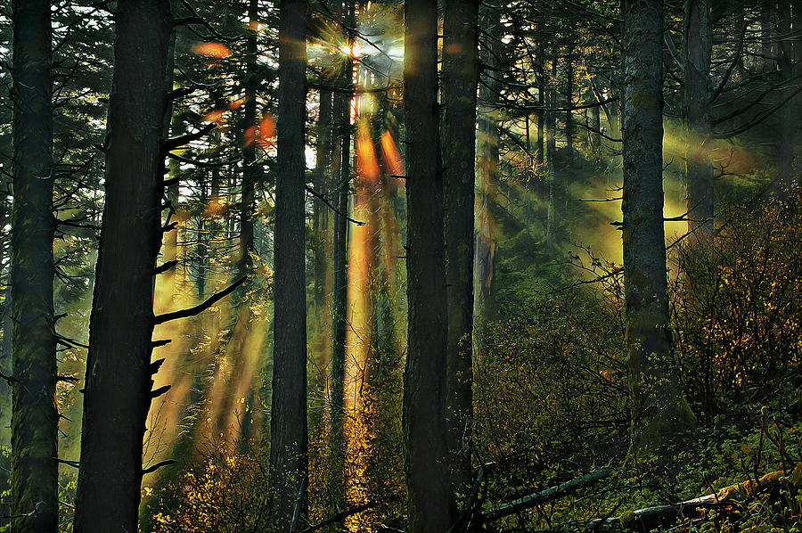 Welcoming the Light in the forest Digital Art by John Christopher