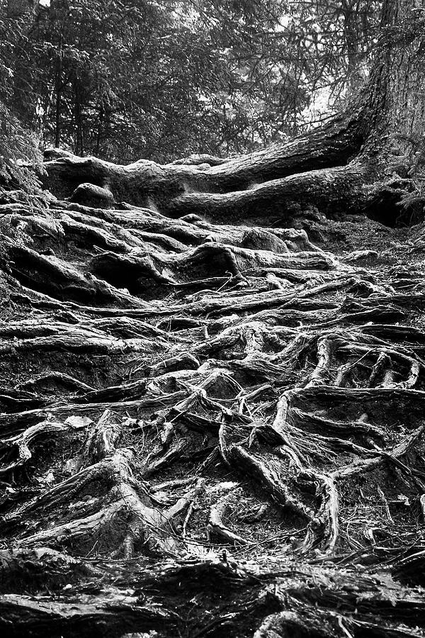 Black And White Photograph - Well-rooted by Brenda Petrella Photography Llc
