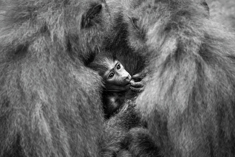 Wellcome Baby Photograph by Sergio Saavedra Ruiz