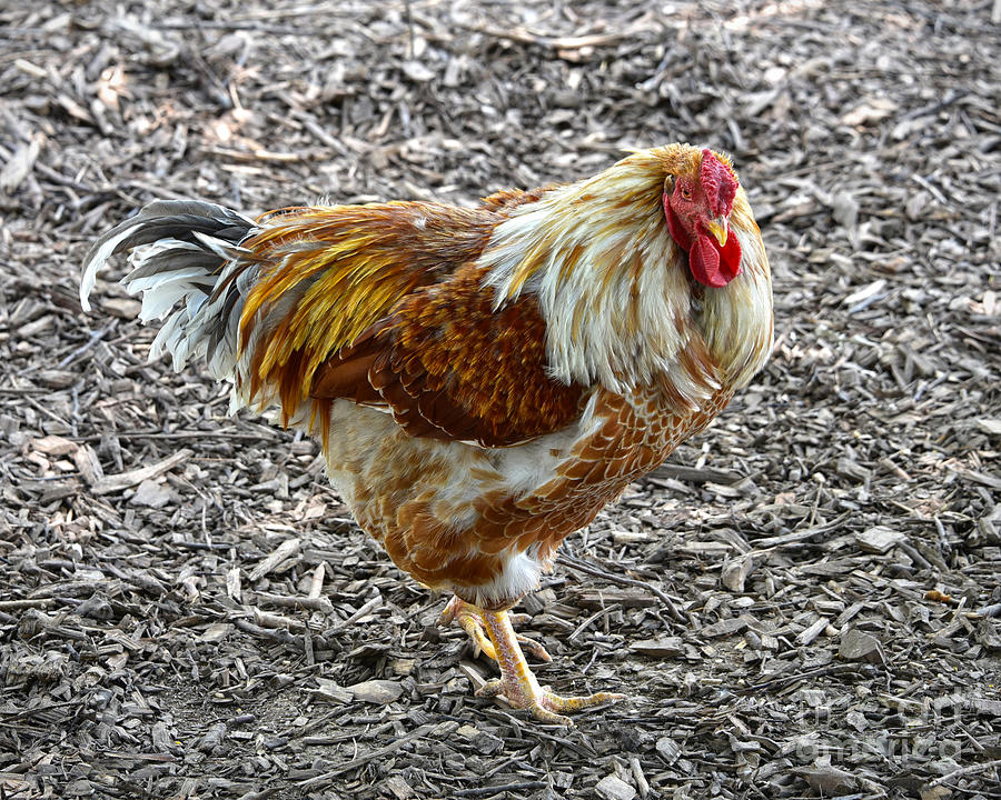 Wellington Chicken Photograph