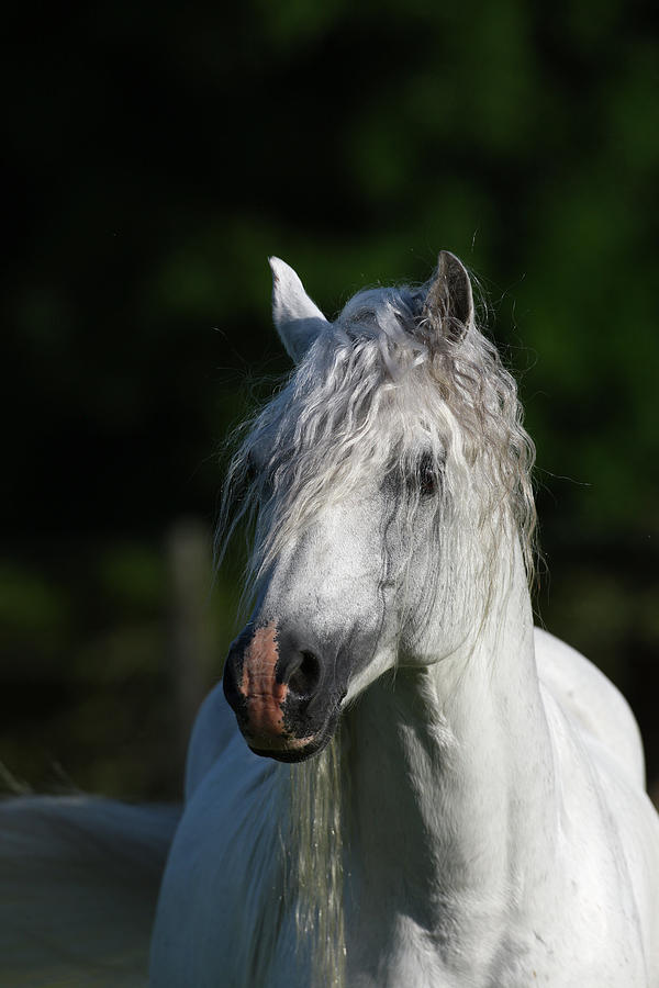 Welsh 021 Photograph by Bob Langrish - Fine Art America