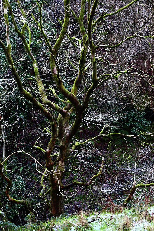 Welsh Oak Woodlands in Winter Photograph by James Brunker