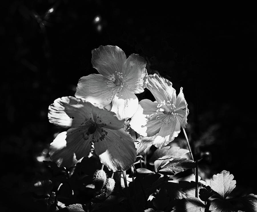Welsh Poppies Black And White Photograph by Jeff Townsend