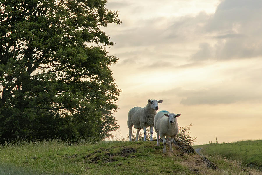 Welsh Sheep at Sunrise Photograph by John McGraw