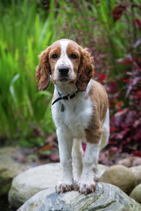 Welsh Springer Spaniel Puppy With Collar In Garden, North Photograph by ...