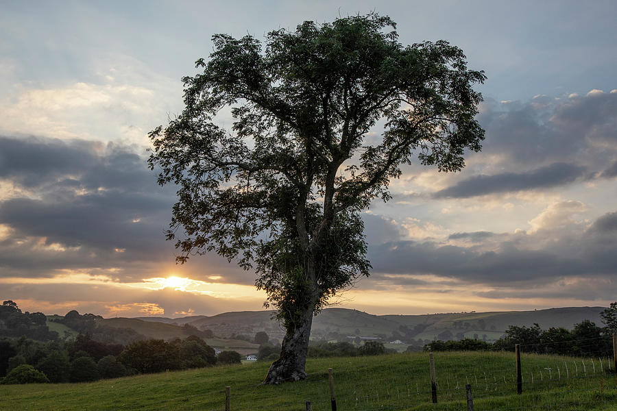 Welsh Sunrise with Tree  Photograph by John McGraw