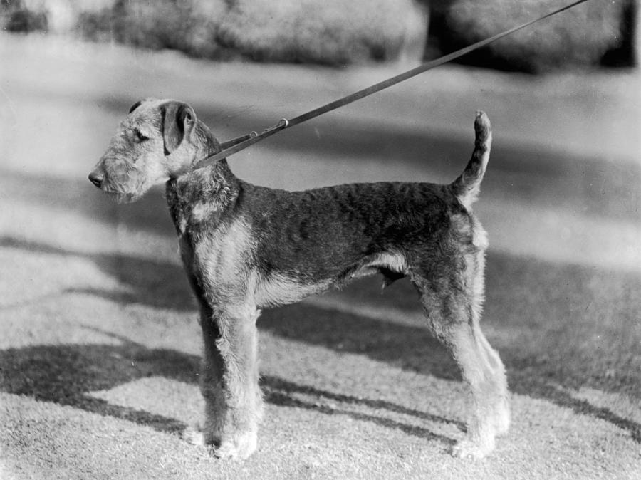 Welsh Terrier Photograph by Chaloner Woods