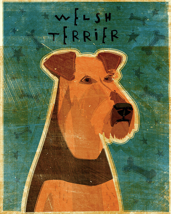 Animal Digital Art - Welsh Terrier by John W. Golden