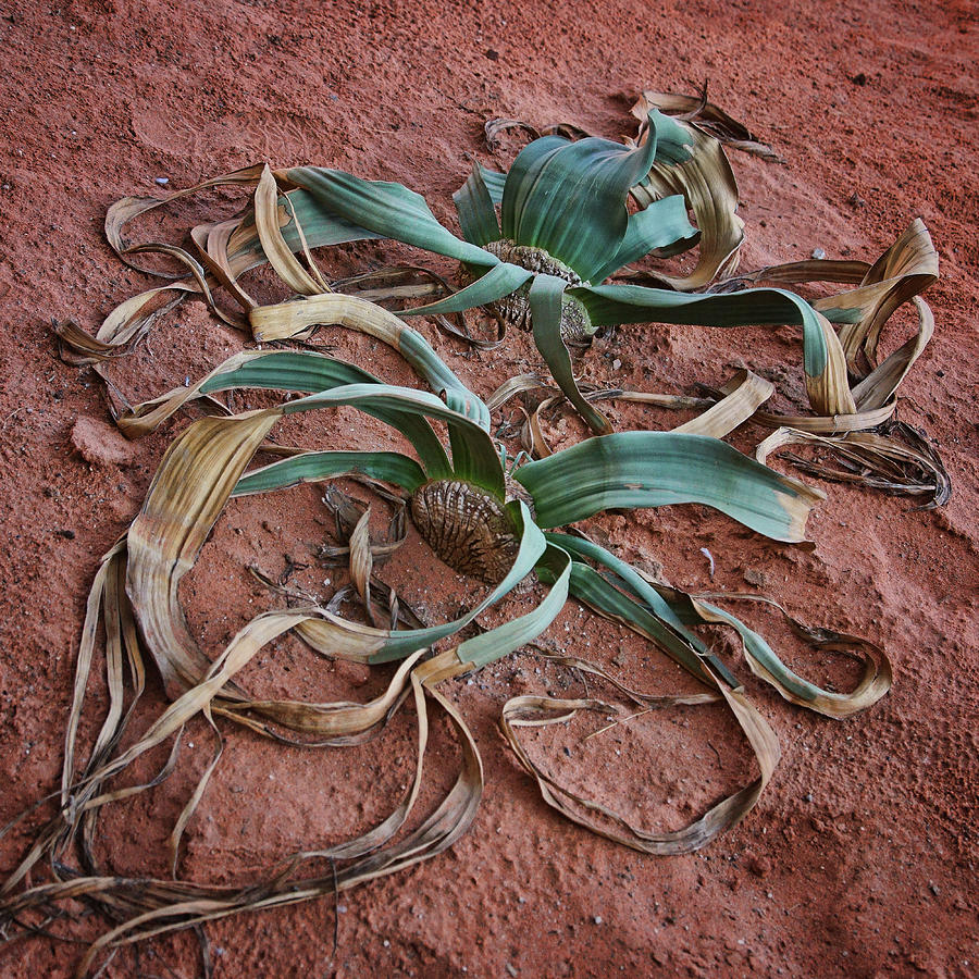Weltwitschia - Desert Plant Photograph by Nikolyn McDonald