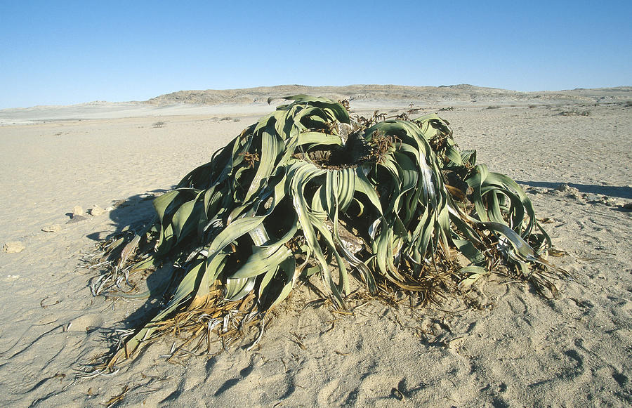 Welwitschia Plant Photograph by David Hosking