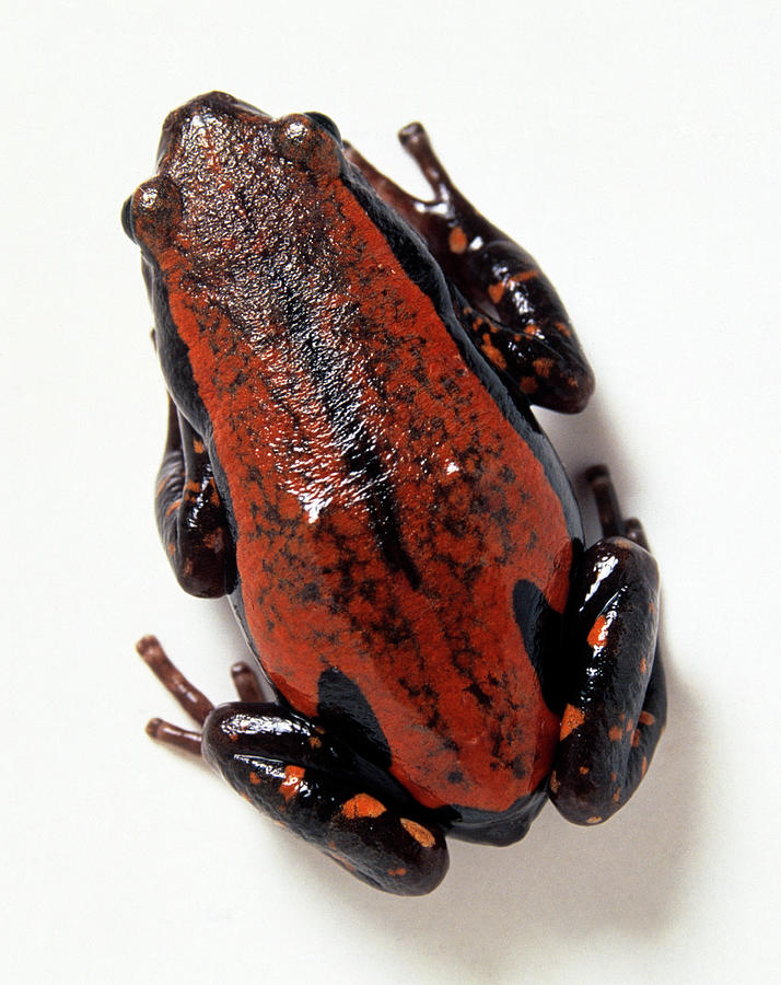 West African Fire Frog Phrynomerus Sp Photograph by Geoff Brightling