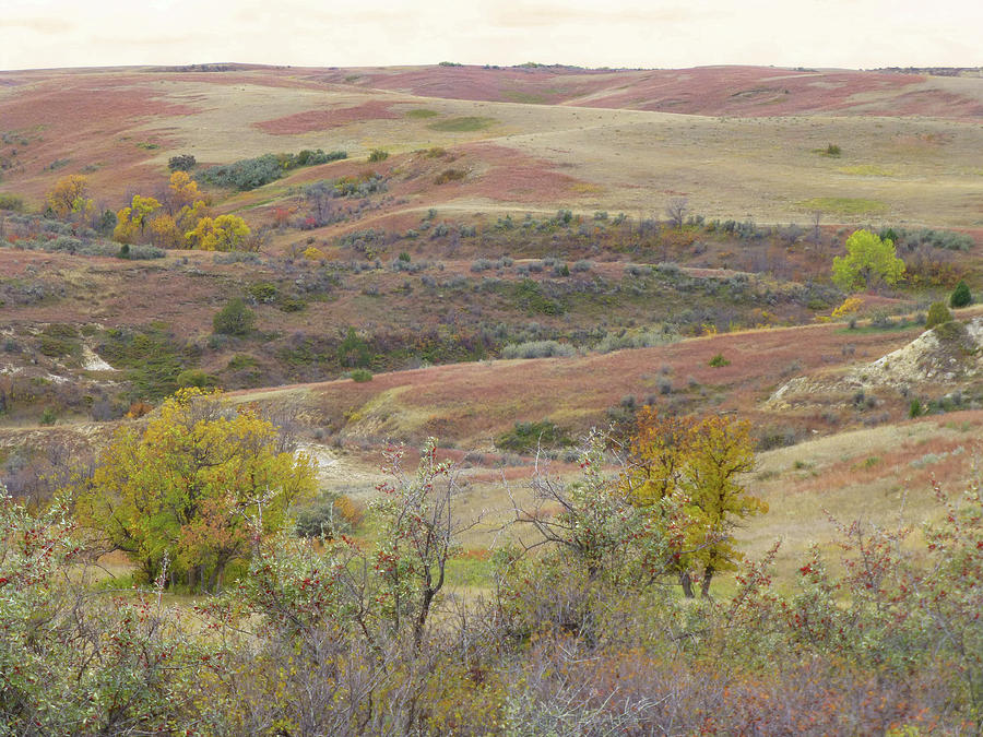 West Dakota Buffaloberry Reverie Photograph by Cris Fulton