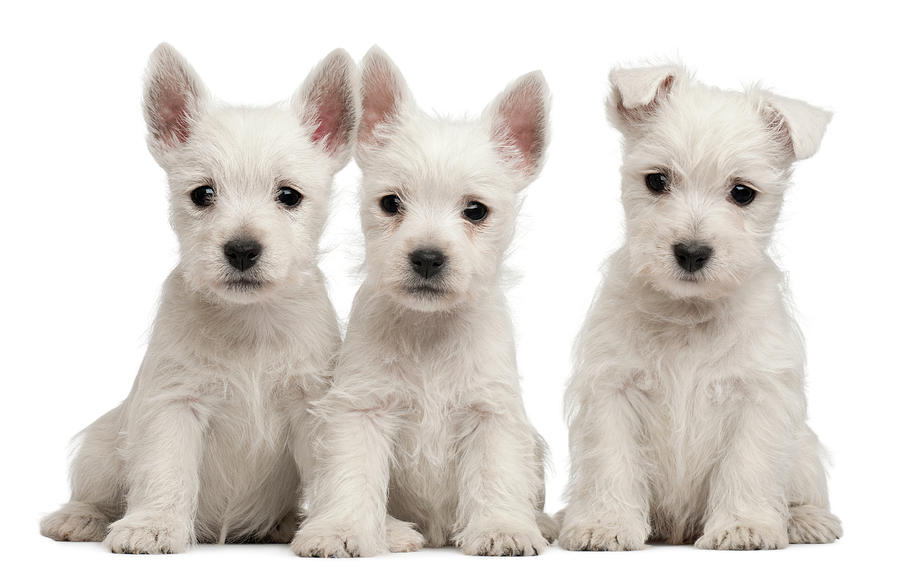absorptie Verfijnen alledaags West Highland Terrier Puppies 7 Weeks by Life On White