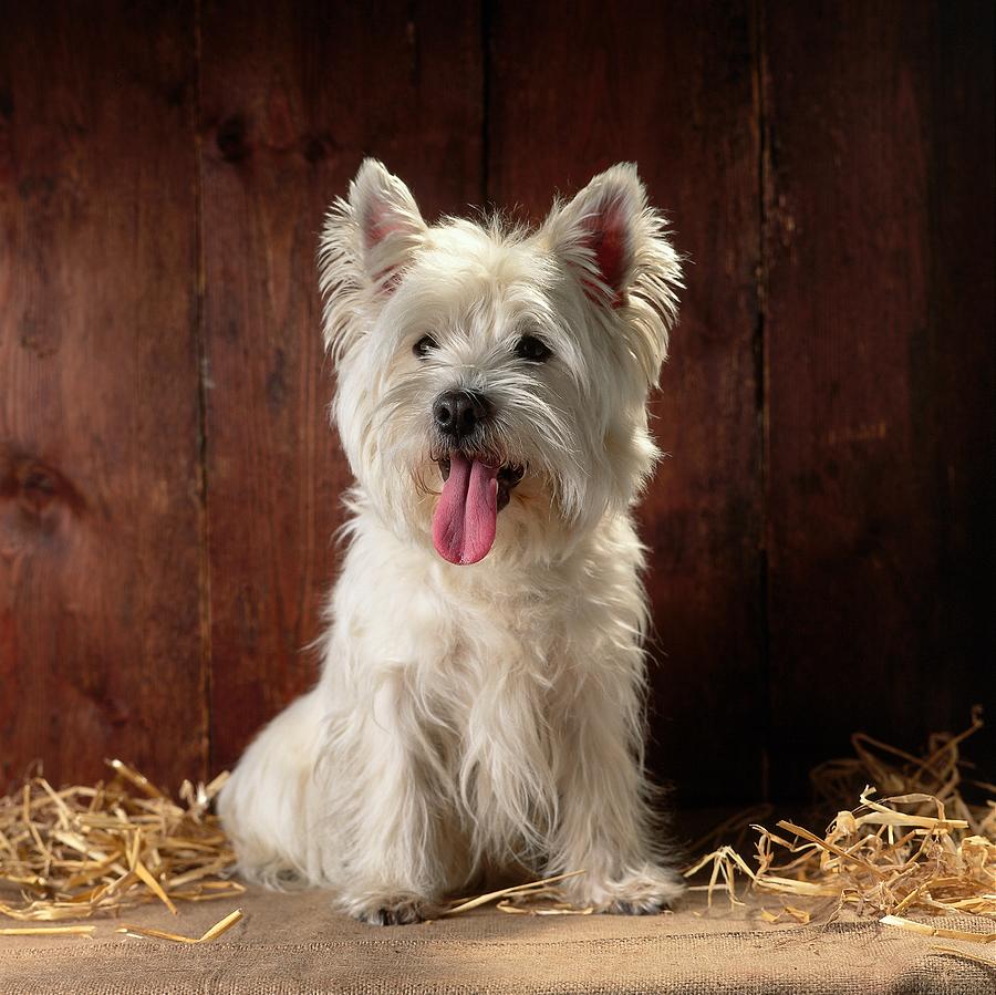 West Highland Terrier Digital Art by Reinhard Schmid