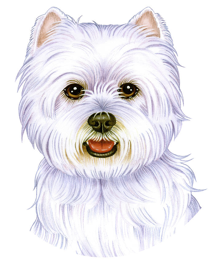 Animal Mixed Media - West Highland Terrier by Tomoyo Pitcher