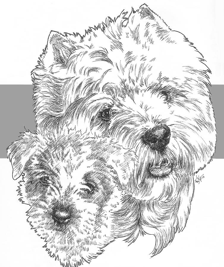 West Highland White Terrier and Pup Drawing by Barbara Keith