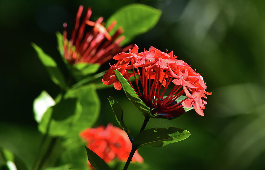Flower Photograph - West Indian Jasmine by William Tasker