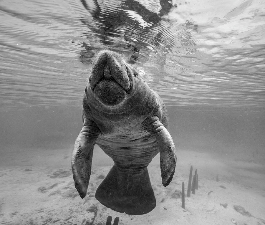 West Indian Manatee At Surface Photograph by Tim Fitzharris