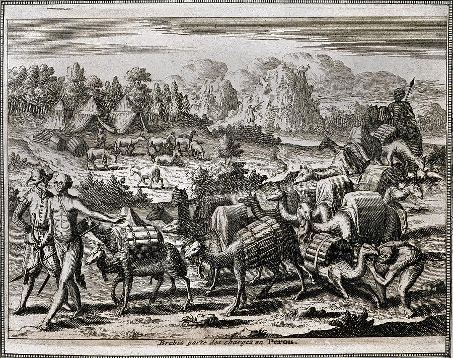 West Indian Travels - 1590 -america-part 4-llamas Carrying Silver From Potosi - 16th Century. Drawing by Theodor de Bry -1528-1598-