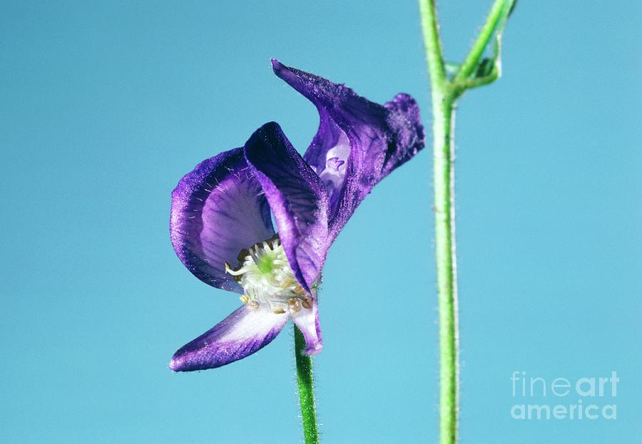 Wester Aconite. (aconitum Columbianum) Photograph by Robert J Erwin/science Photo Library