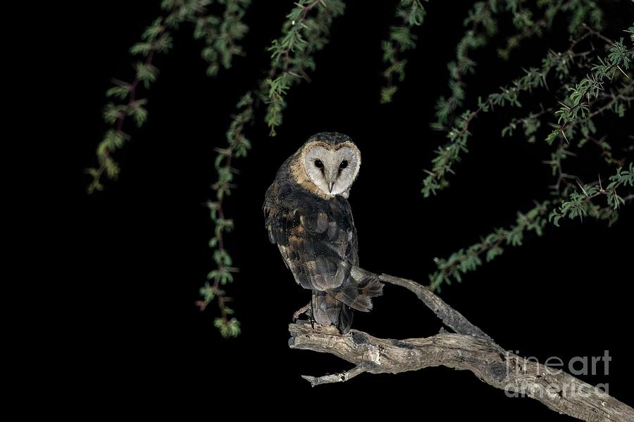 Western Barn Owl Perched At Night Photograph by Science Photo Library Western Barn Owl Perched At Night Photograph by Science Photo Library