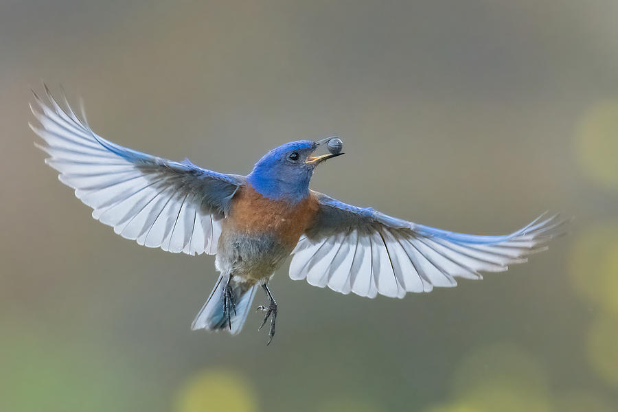 Western Bluebird Eating Insect Photograph by Wei Lian - Fine Art America