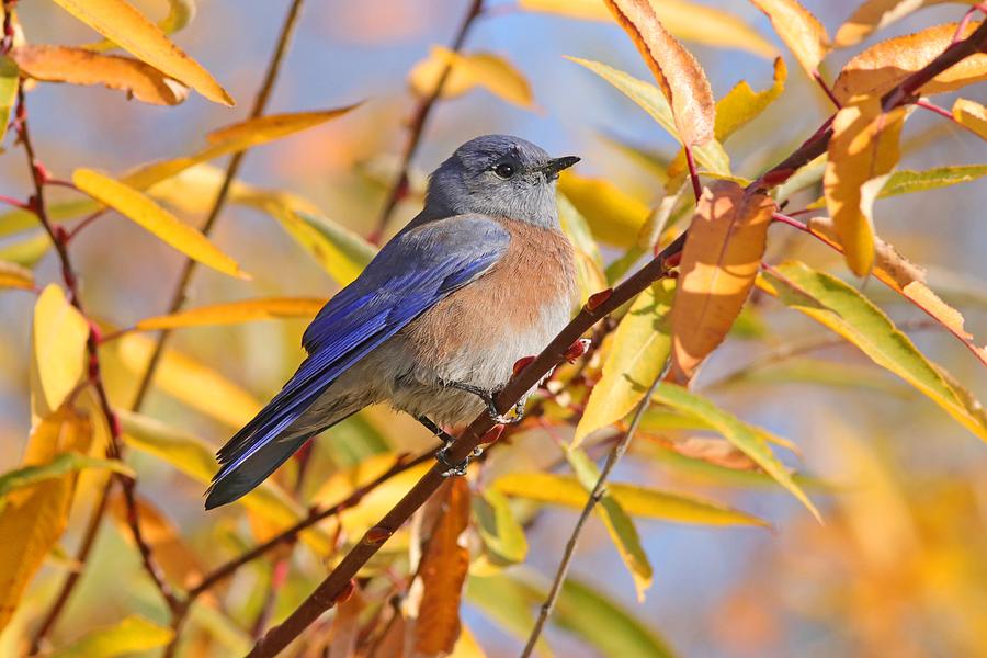 Fall Photograph - Western Bluebird in autumn by Joseph Siebert Fall Photograph - Western Bluebird in autumn by Joseph Siebert