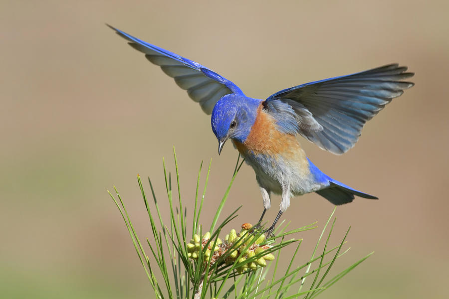 Western Bluebird Photograph by Mallardg500