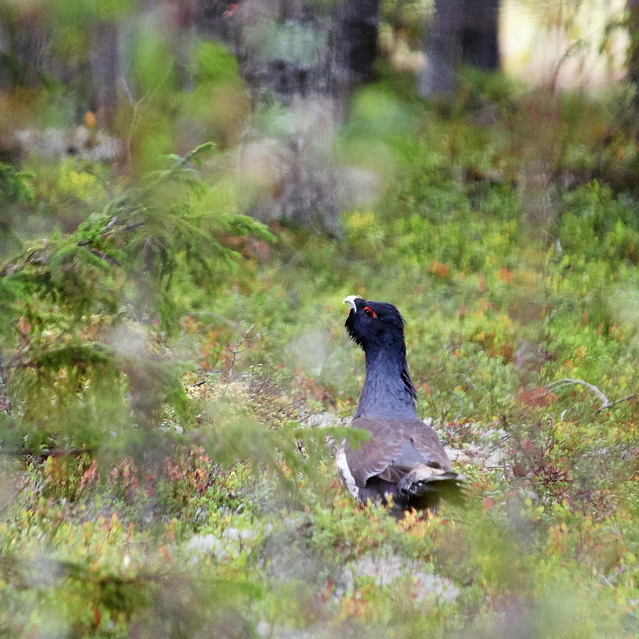 Western Capercaillie Forest Photograph
