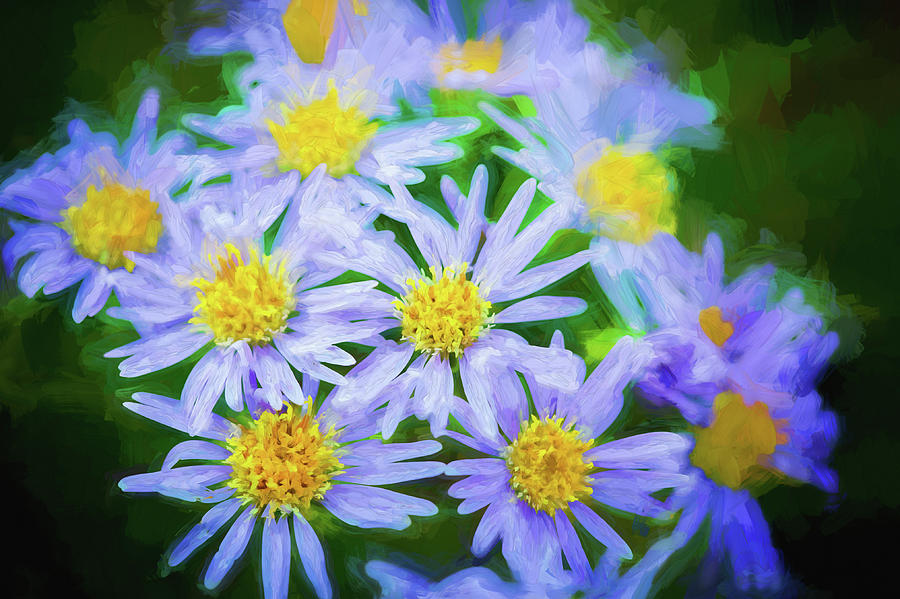 Western Daisies Asters Glacier National Park 104 Photograph by Rich Franco