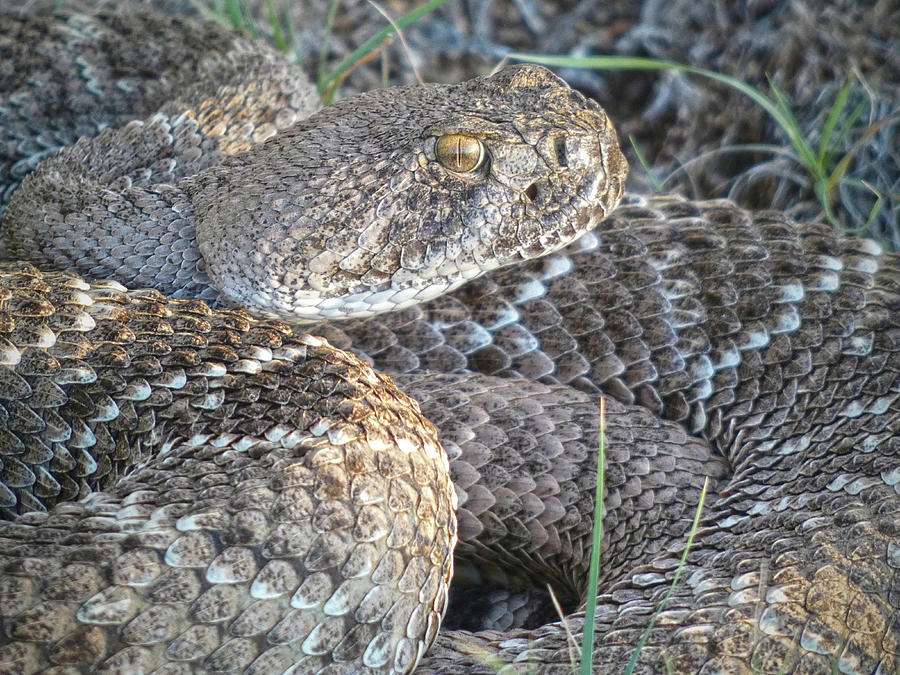 Western Diamond-backed Rattlesnake Photograph by Bob Geary
