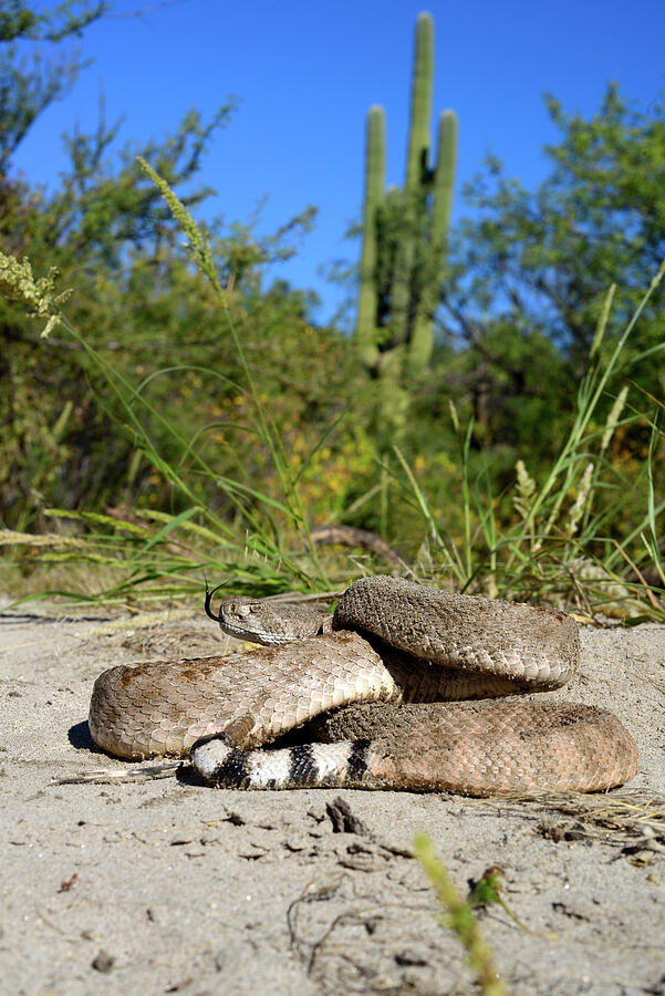 Western Diamondback Rattlesnake Arizona, Usa, October. Photograph by ...