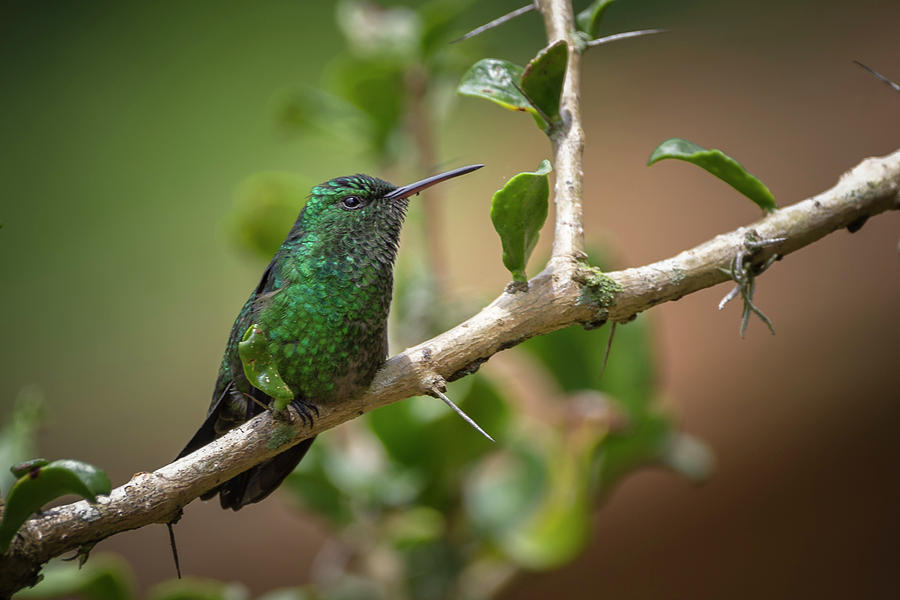 Western Emerald Hummingbird Jardin Botanico del Quindio Calarca  Photograph by Adam Rainoff